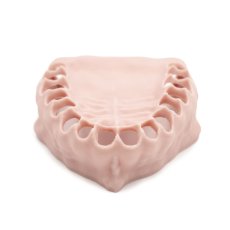 Replacement Gingiva for the Biovoxel Typodont Jaw