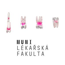 LF Brno Package EndoTooth, 3rd Year