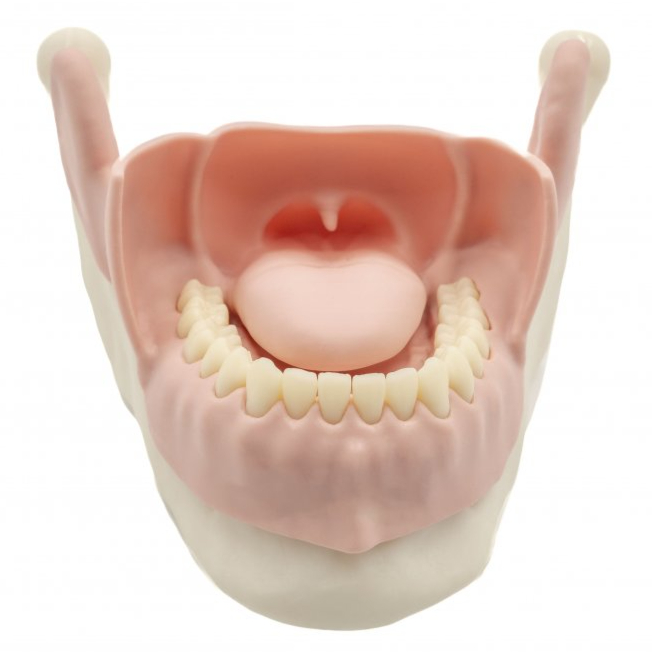 Mandibular Anesthesia Model