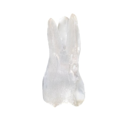 EndoTooth 16 Upper Molar (More Complex) - Transparency: Transparent, Tooth Access: Accessed, Pulp: With pulpal tissue