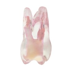 Re-Endotooth 26 (Biovoxel Typodont)