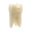Monomaterial Teeth with Cavities (Biovoxel Typodont) - Zahn wählen: 37 Occlusal Cavity