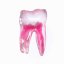EndoTooth 37 Lower Molar (More Complex) - Tooth Access: Intact, Non-Accessed, Pulp: With pulpal tissue