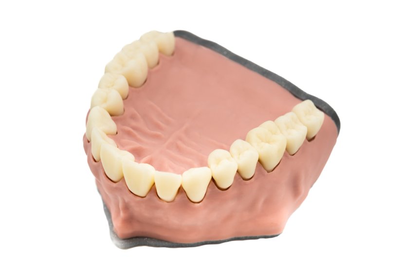 Biovoxel Typodont Jaw - Kiefer: Ober- und Unterkiefer, Typodont Type: Periodontal