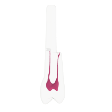 EndoTooth 24 Upper Premolar (KaVo Analog)