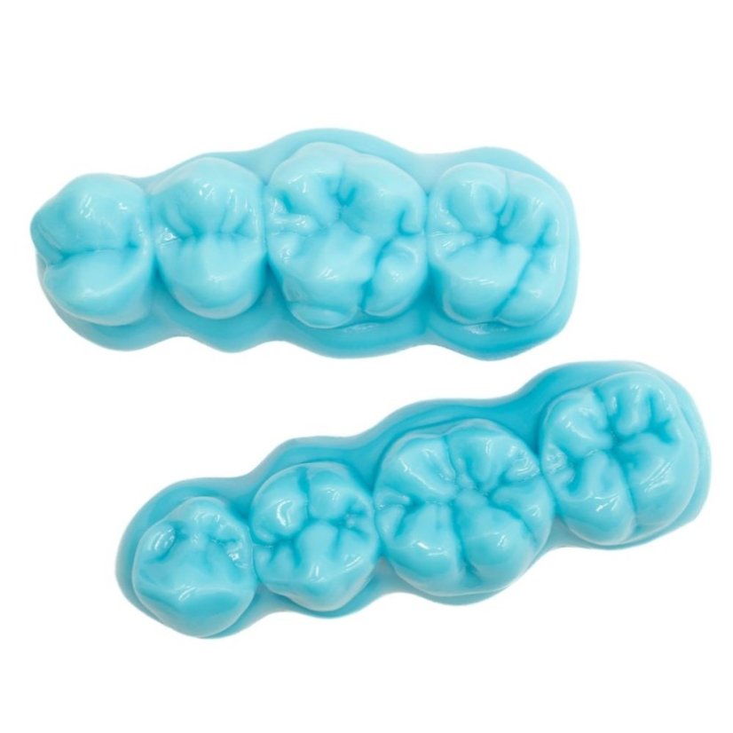 Essential Dental Anatomy Models - Size: Enlarged (Approx. 7cm), Color: Yellow