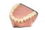 Biovoxel Typodont Jaw - Kiefer: Ober- und Unterkiefer, Typodont Type: Periodontal