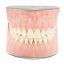 Biovoxel Typodont Jaw - Kiefer: Ober- und Unterkiefer, Typodont Type: Periodontal