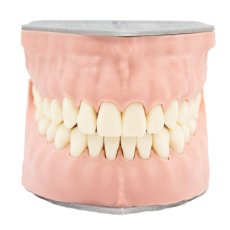 Biovoxel Typodont Jaw