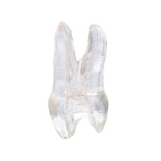 EndoTooth 14 Upper Premolar (Mesio-Occlusal access)