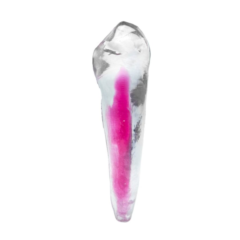 EndoTooth 43 Lower Canine - Transparency: Opaque, Tooth Access: Accessed, Pulp: Without the pulp