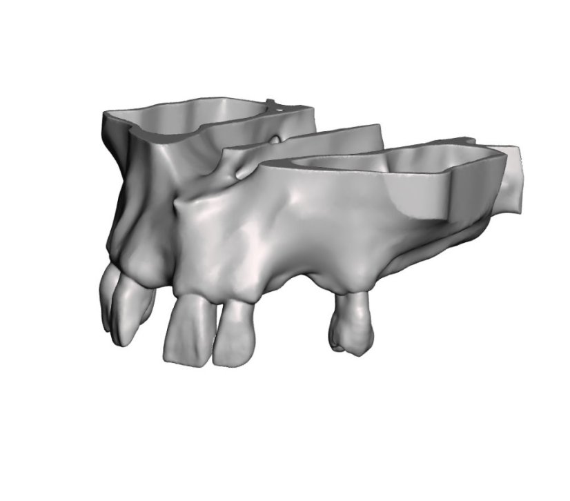 Surgical Training Jaw Model